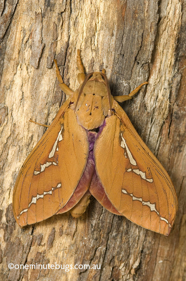 ghost moth