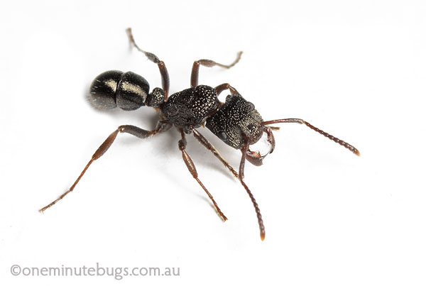 ponerine ant