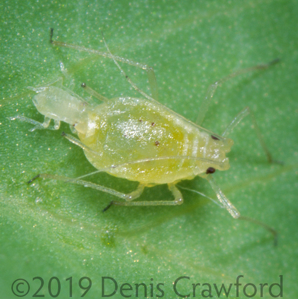 Green peach aphid giving birth to live young